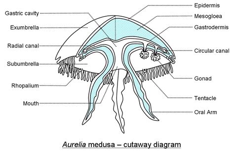 jellyfish anatomy - Google Search | Jellyfish, Cnidaria, Biology diagrams