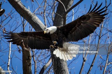 Bald Eagle Wingspan Photos and Premium High Res Pictures - Getty Images