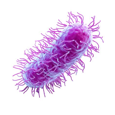 Escherichia Coli Rod Shaped Bacteria Isolated On Transparent Background