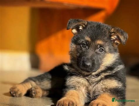 German Shepherd Puppies For Sale In Preston Pets4homes