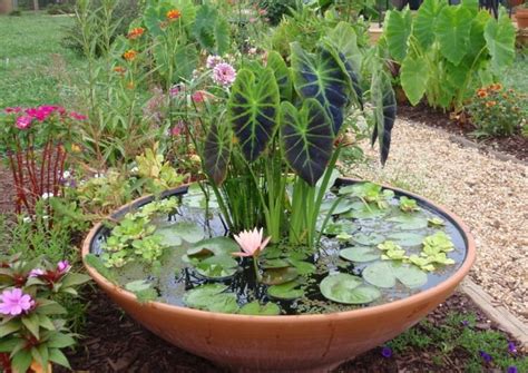 Choisir Les Plantes Aquatiques Id Ales Pour Votre Bassin De Jardin