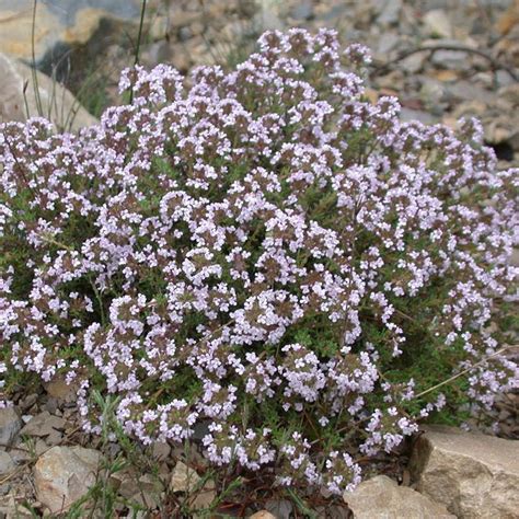 Buy Common Thyme Online | Thymus vulgaris | Buy Herb Plants