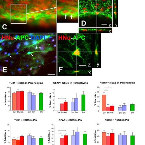 Differentiation Of Grafted Human Nscs Into Neurons And Glial Cells