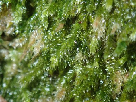 Elegant Silk Moss Bryophyta Mosses Of Vancouver Island INaturalist