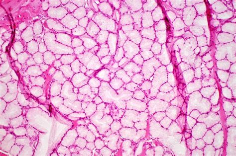 Salivary Gland Light Micrograph Stock Image C0184474 Science