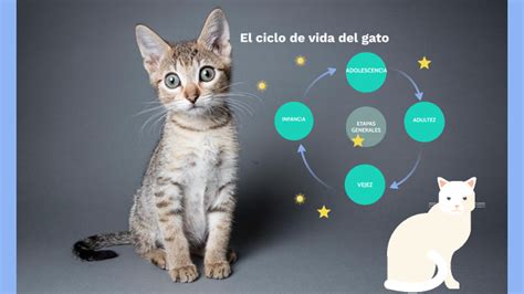 Ciclo De Vida Del Gato By Gloria Leon On Prezi