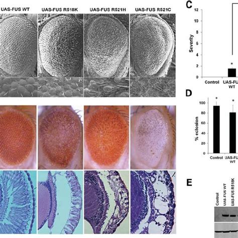 Expression Of Mutant Fus In Motor Neurons Leads To A Larval Crawling