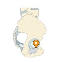 Obturator canal - e-Anatomy - IMAIOS