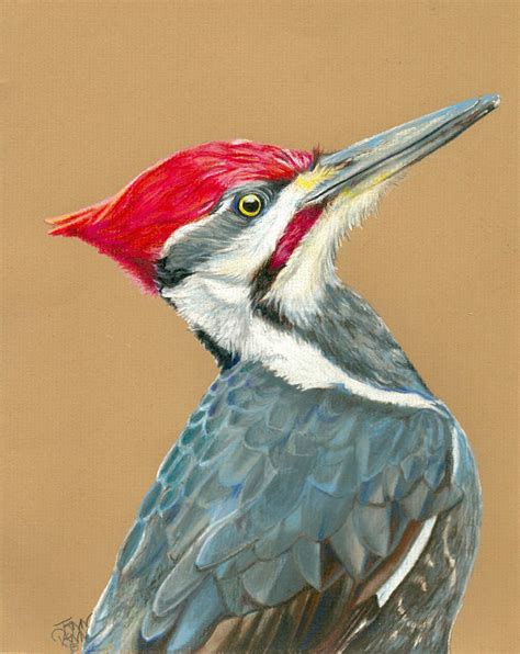 woodpecker sketch