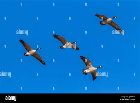 Small flock of Canadian geese Stock Photo - Alamy