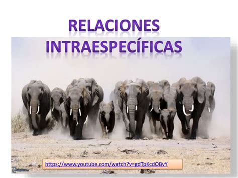 Relaciones Intraespecíficas Ppt