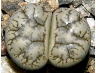 ЛИТОПСЫ семена (Lithops seeds) - Lithops werneri (Литопс Вернера)