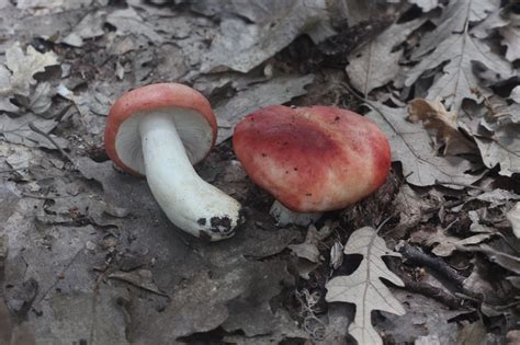 Funghi Da Determinare Natura Mediterraneo Forum Naturalistico