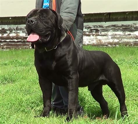 South African Boerboel Dog Mastiff Cane Corso, Cão Cane Corso, African ...