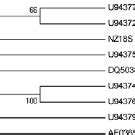 Maximum Parsimony Tree Inferred From Internal Transcribed Spacer Its