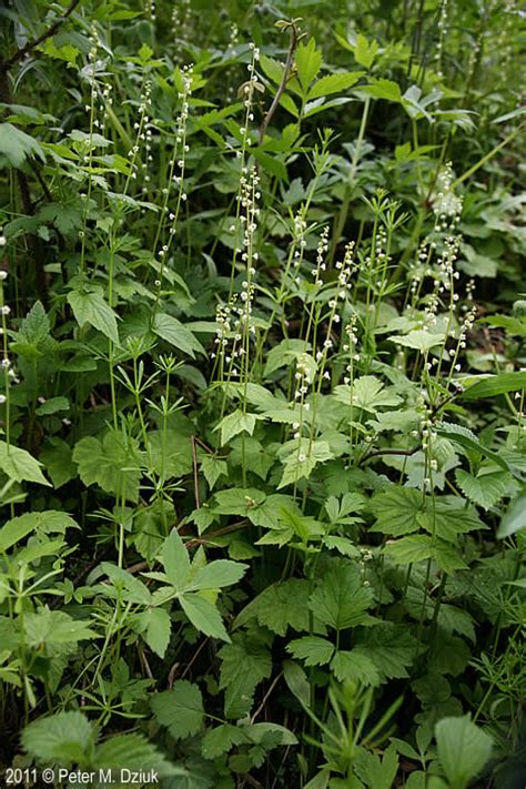 Mitella diphylla (Two-leaf Miterwort): Minnesota Wildflowers