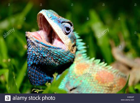 Blue Crested Lizard High Resolution Stock Photography and Images - Alamy