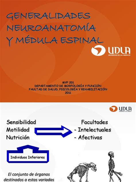 PDF Introducción Sistema Nervioso y Médula Espinal DOKUMEN TIPS