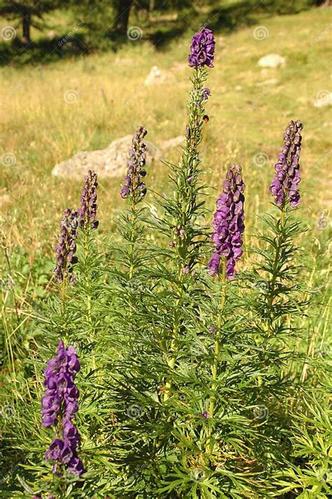 Poisonous plant aconite stock image. Image of life, botany - 53356863