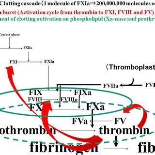 The Hemostatic System Including The Clotting Cascade Thrombin Burst