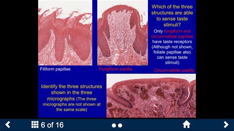 Histology – Gastrointestinal Tract by The University of Michigan