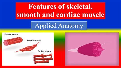 features  skeletal smooth  cardiac muscle applied anatomy youtube