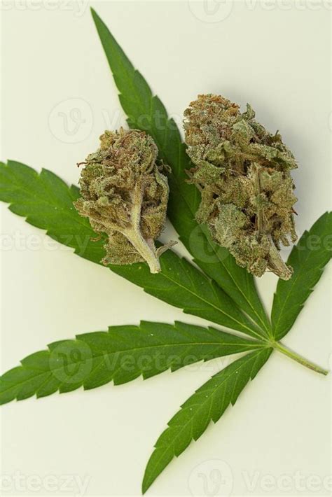 Close-up Medical marijuana flower buds. Cannabis strain. cannabis cbd ...