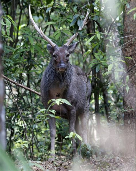 Sambar Deer Rusa Unicolor