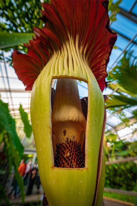 Bonn Titanenwurz blüht im Botanischen Garten Bilder