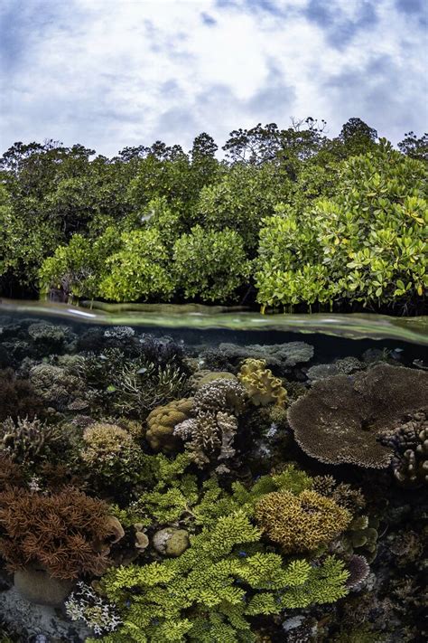 25 Outstanding Shots From The 2023 Mangrove Photography Awards Demilked