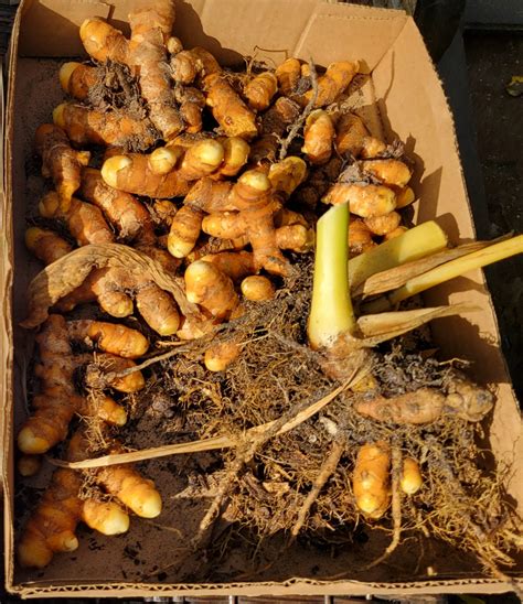 How to Grow Turmeric & Where to Get Fresh Turmeric Root in Florida