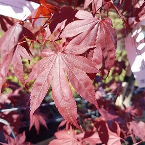 Fireglow Japanese Maple