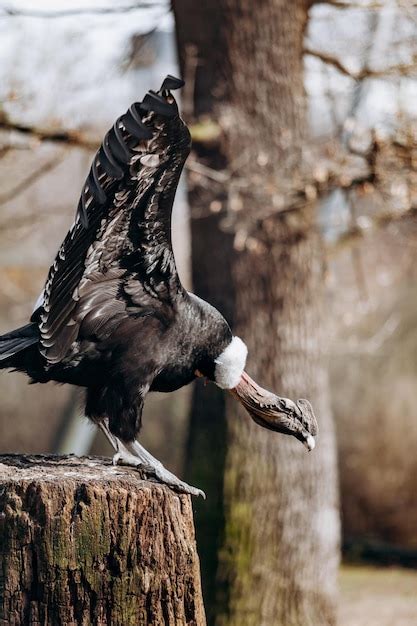 O condor andino senta se em uma velha árvore de cabana Foto Premium