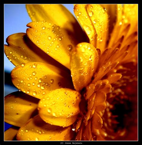 50 Examples of Natural Macro Photography | PSDFan