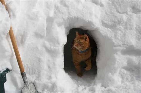 31 Adorable Pictures of Cats Playing in the Snow