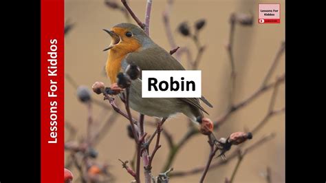 Robin Poem SONG New Oxford Modern English ICSE Class 3 YouTube