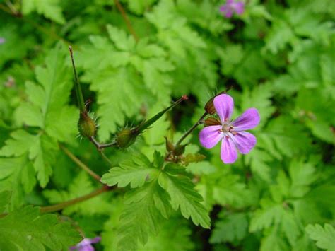 Герань Роберта (Geranium robertianum L.) - лекарственное растение ...