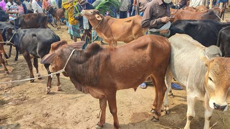 ২৬ ফেব্রুয়ারী ২৪ চাহিদা সম্পন্ন ৩৫ থেকে ৫০ হাজারের মধ্যে ষাঁড় গরুর