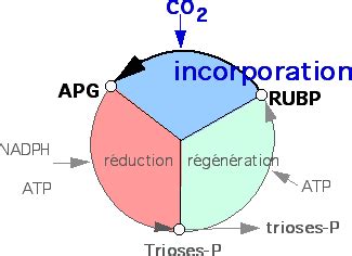 Les étapes du cycle de Calvin 1 3 RN Bio