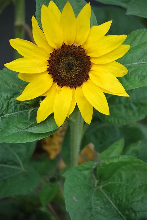 Total 100 Imagen Girasol Floreciendo Abzlocal Mx