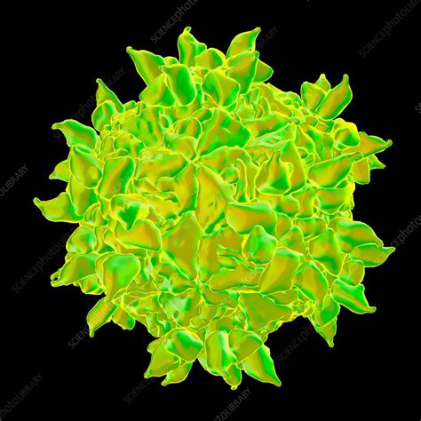 Human rhinovirus, artwork - Stock Image - F010/2355 - Science Photo Library