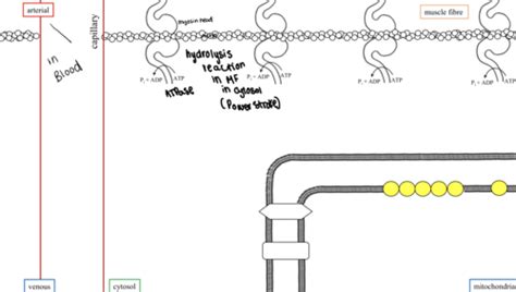 Bioenergetics Of Muscle Metabolism The Mitochondria Flashcards Quizlet