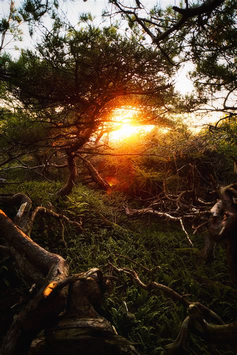 Forest Sun On An Island Called Marstrand On The Swedish We Flickr