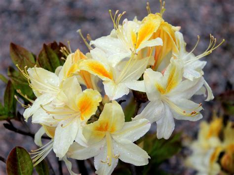 RHODODENDRON NORTHERN HI-LIGHTS - Harviala Oy