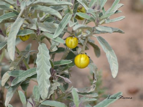 Silverleaf Nightshade Project Noah