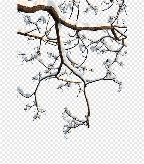 Twig Snow Branch Tree Branch Branch Png Pngegg