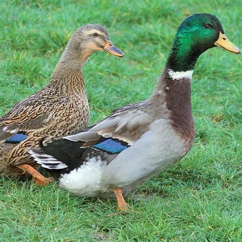 Marreco Rouen Gigante Ovos Galados De Aves De Raça Parcelamento sem