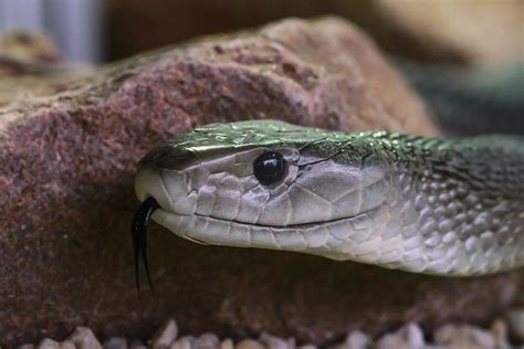 Mengenal Black Mamba Ular Dengan Bisa Mematikan Di Dunia