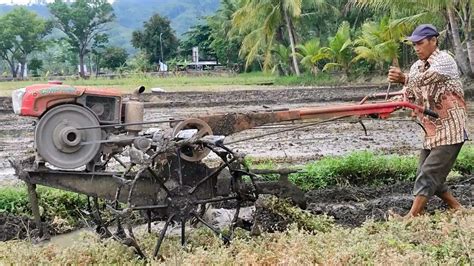 Traktor Sawah Kubota Garap Lahan Berumput Tebal Menggunakan Singkal