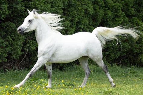 Grey Arabian Horse Canter by DWDStock on DeviantArt